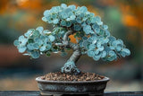 Silver Dollar Eucalyptus Bonsai Tree Seeds for Growing