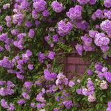 Purple Climbing Rose Live Plant – Fragrant Outdoor Rose Starter