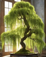 Dwarf Australian Weeping Willow Bonsai Seeds Salix Tristis Mini Tree