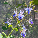 Clerodendrum Blue Butterfly Live Plant – Starter Plant 5–8 Inches