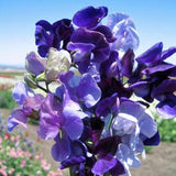 Lathyrus Odoratus Flower Seeds | Fragrant Sweet Pea Vine for Outdoors