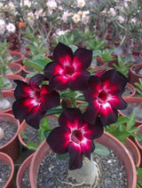 Pink Black White Desert Rose Seeds Adenium Flower Perennial Seeds