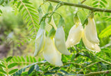 Sesbania Grandiflora White Seeds – Rare Tropical Flower Plant