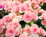 Pink Delight Begonia Bulbs – Pink Annual Flowers for Indoors & Outdoors