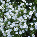 Perennial Baby’s Breath Seeds Gypsophila Heirloom Non-GMO