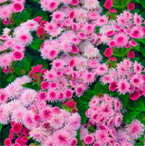 Pink Ageratum Seeds – Floss Flower Non GMO Garden Planting Seeds
