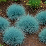 Blue Fescue Grass Seeds – Festuca Glauca Ornamental Grass for Planting