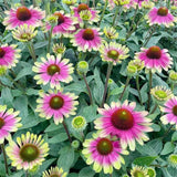 Twister Coneflower Seeds – Perennial Heirloom Garden Flowers