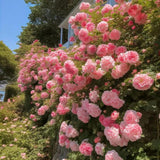 Pink Mixed Climbing Rose Seeds – Heirloom Rose Vine Flowers for Planting