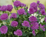 Live Purple Mini Rose Bush 5–7 Inch Potted Plant