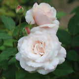 Heirloom Roses Pink Plant – Belinda’s Blush Live Rose Bush