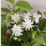 Live Jasmine Plants Indoor Outdoor Climbing Vine