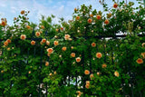 Orange Climbing Rose Seeds | Rare Heirloom Garden Plant