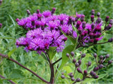 Ironweed Vernonia Fasciculata Seeds Perennial Native Flowers for Garden and Pollinators