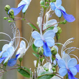 Clerodendrum Blue Butterfly Live Plant – Starter Plant 5–8 Inches