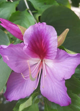 Bauhinia Orchid Tree Seeds – Butterfly Tree Heirloom