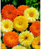 Pacific Beauty Calendula Seeds Heirloom Pot Marigold Edible Medicinal Flowers