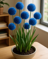 Blue Allium Bulbs | Indoor Forcing Flower Bulbs | Pre-Chilled Winter Blooms