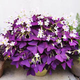 Purple Shamrock Bulbs – Oxalis Triangularis Lucky Indoor Plant