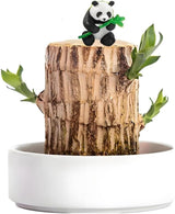Brazilian Wood Plant Mini Lucky Tree with Panda Statue for Home & Office Decor
