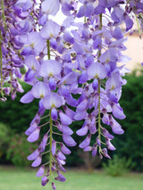 Japanese Wisteria Floribunda Purple Ornamental Vine Climber Seeds – Exquisite Garden Beauty