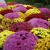 Mixed Color Chrysanthemum Seeds, Hardy Garden Flowers