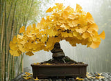 Ginkgo Biloba Bonsai Tree Seeds – Rare Indoor Outdoor Seeds for Planting