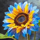 Sunflower Seeds Mixed Varieties – Rare Color Sunflowers for Garden Planting