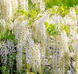 White Wisteria Bonsai Tree Seeds for Planting