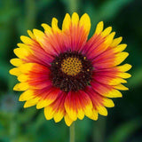 Indian Blanketflower Perennial Seeds Nature