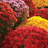 Mixed Color Chrysanthemum Seeds, Hardy Garden Flowers