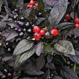 Black Pearl Pepper Seeds – Ornamental & Edible Garden Plant