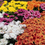 Mixed Color Chrysanthemum Seeds, Hardy Garden Flowers