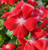 Perennial Vinca Periwinkle Seeds – Non-GMO Ground Cover