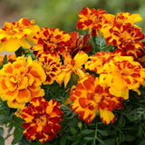 French Marigold Strawberry Blonde Seeds, Heirloom Flower