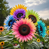 Sunflower Seeds for Planting Premium Sun Flower Seeds Easy Garden Blooms