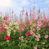 Hollyhock Seeds Bulk Pack | Mixed Color Perennial Flowers