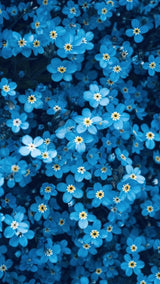 Indigo Blue Forget Me Not Seeds for Ground Cover