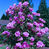 Purple Climbing Rose Live Plant – Fragrant Outdoor Rose Starter