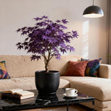 Purple Maple Tree Seeds – Rare Acer Palmatum Heirloom