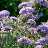 Scabiosa Flower Seeds Mixed Colors | Heirloom Pincushion Perennial