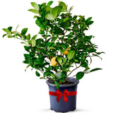 Key Lime Live Tree Indoor Outdoor Potted Fruit Plant 18–22 Inch