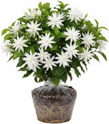 Live Jasmine Plants Indoor Outdoor Climbing Vine
