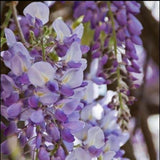 Japanese Wisteria Floribunda Purple Ornamental Vine Climber Seeds – Exquisite Garden Beauty