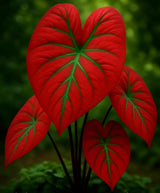 Scarlet Arrow Caladium Bulbs – Indoor Plant Beauty