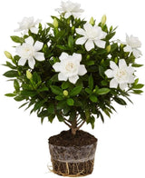 Grand Duke of Tuscany Jasmine Live Plant – Fragrant Arabian Jasmine Indoor