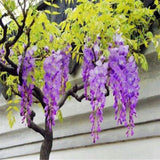 Japanese Wisteria Floribunda Purple Ornamental Vine Climber Seeds – Exquisite Garden Beauty