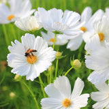 Purity Cosmos Seeds Non-GMO Flowers Heirloom Garden