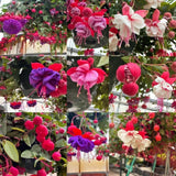 Fuchsia Seeds, Perennial Hanging Flower, Easy Grow