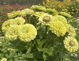 Zinnia Envy Green Seeds – Rare Chartreuse Flowers, Non-GMO, Butterfly Friendly
